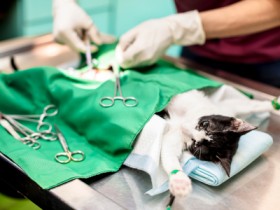 Pet Surgery